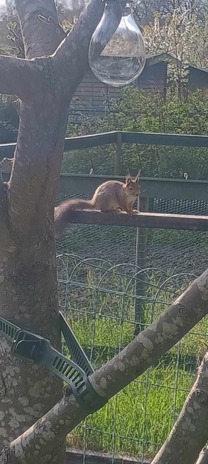 En ekorre på min mammas kolonilott