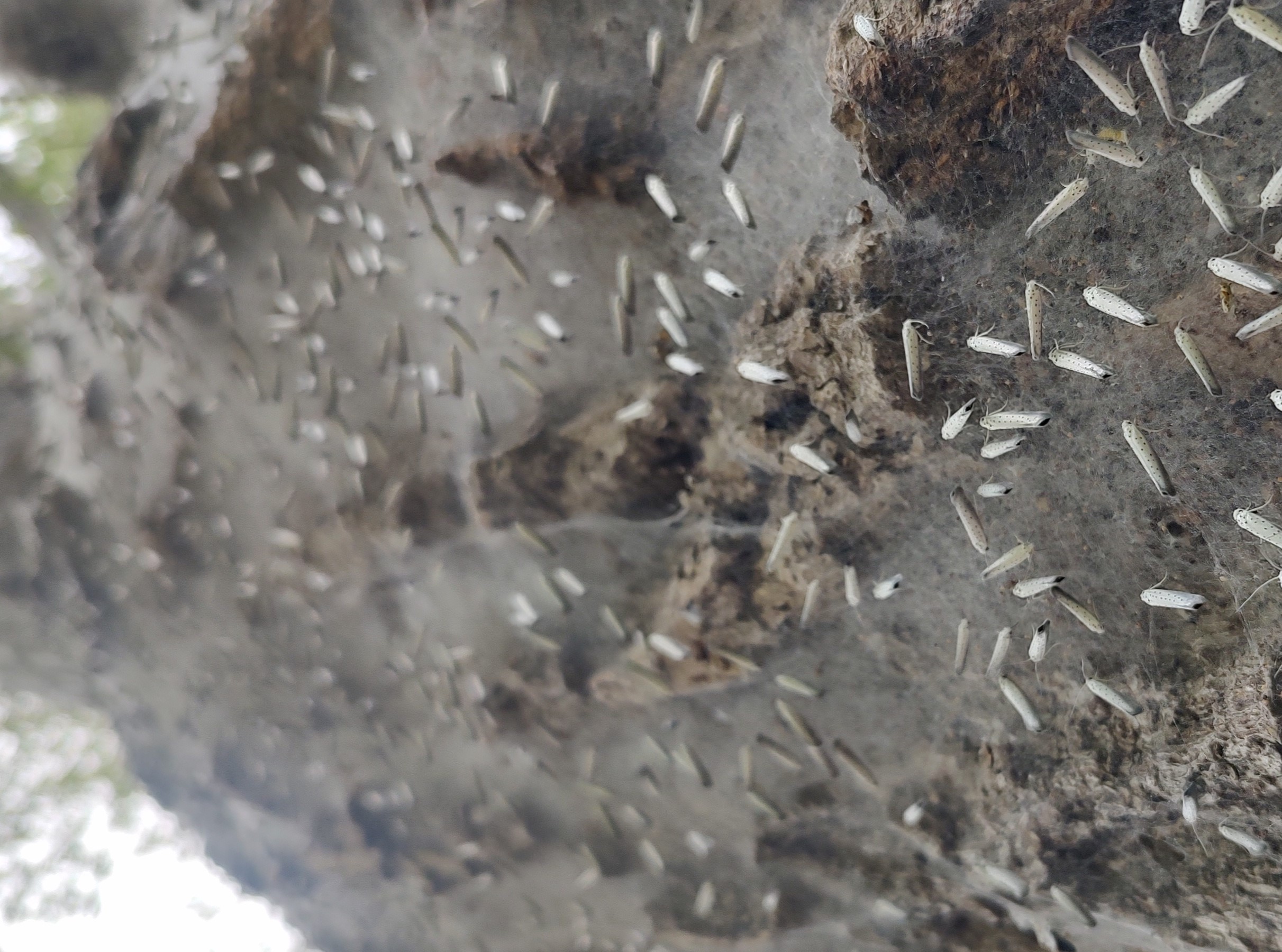 Young moths on a tree